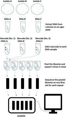 Evaluation of Salmonella Serotype Prediction With Multiplex Nanopore Sequencing